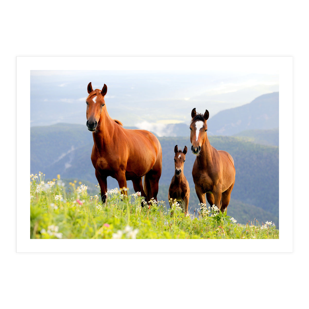 Three Horses (Print Only)