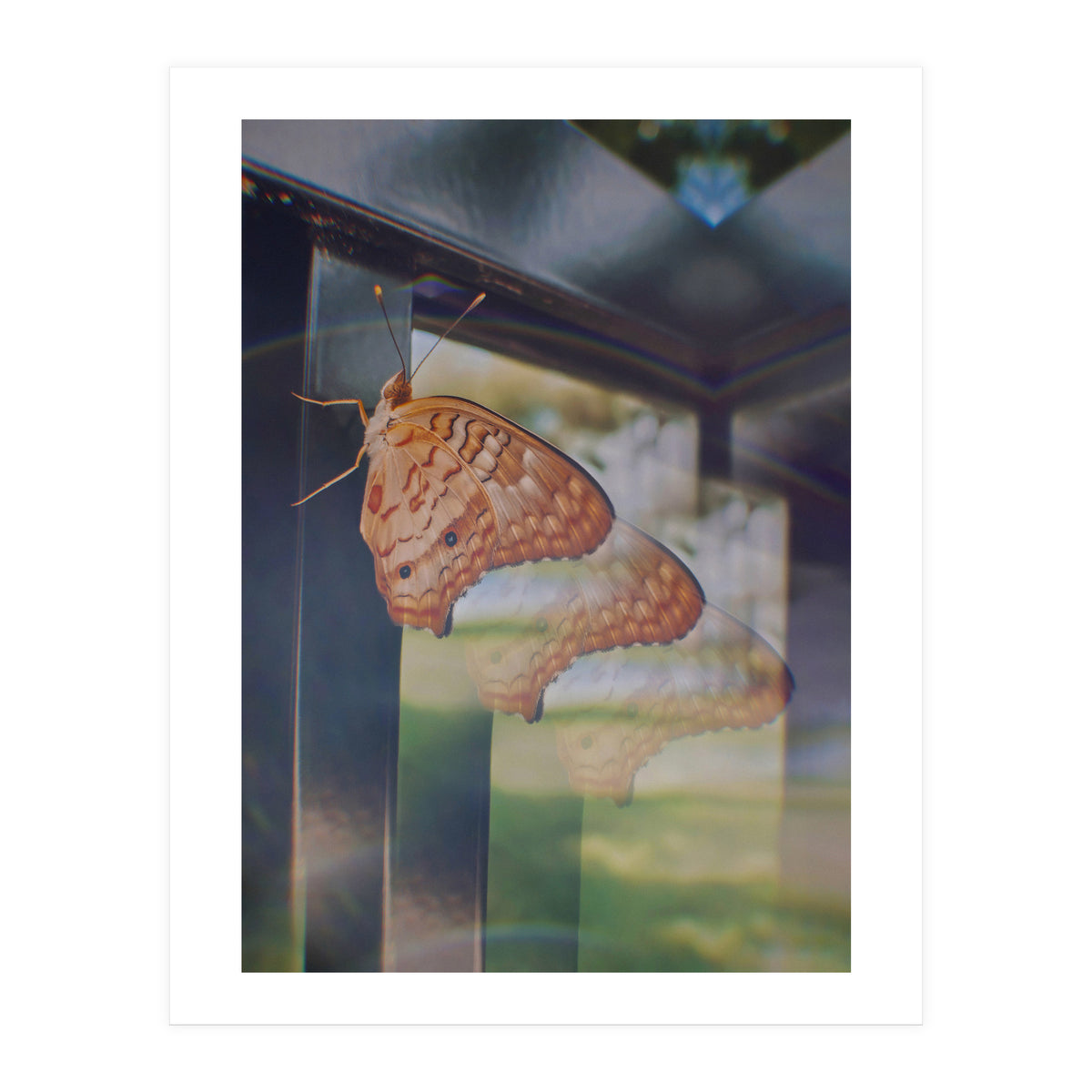 Evolving (Print Only)