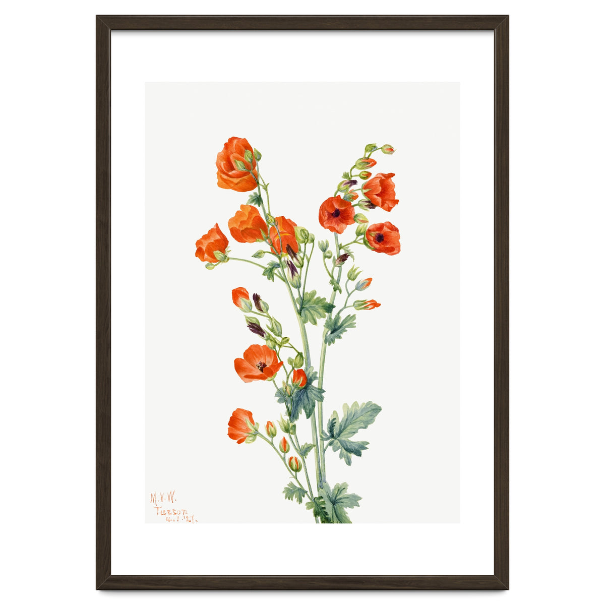 Mary Vaux Walcott – Scarlet Globe Mallow (Sphaeralcea grossulariaefolia) (1927)