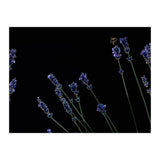 Honeybee and lavender (Print Only) thumbnail