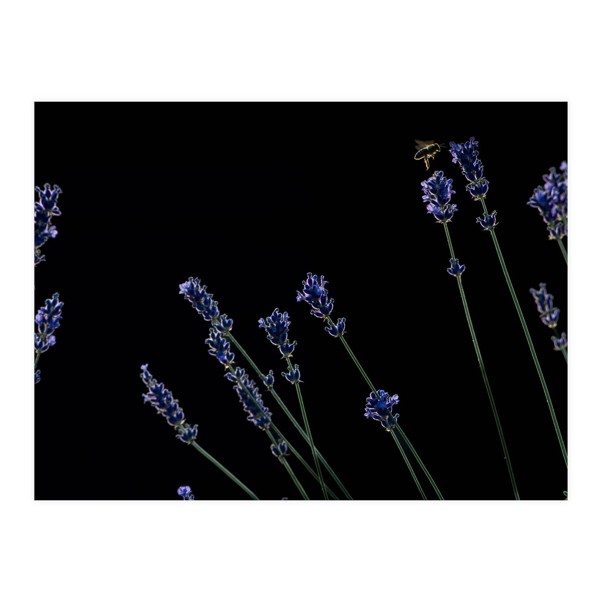 Honeybee and lavender (Print Only)