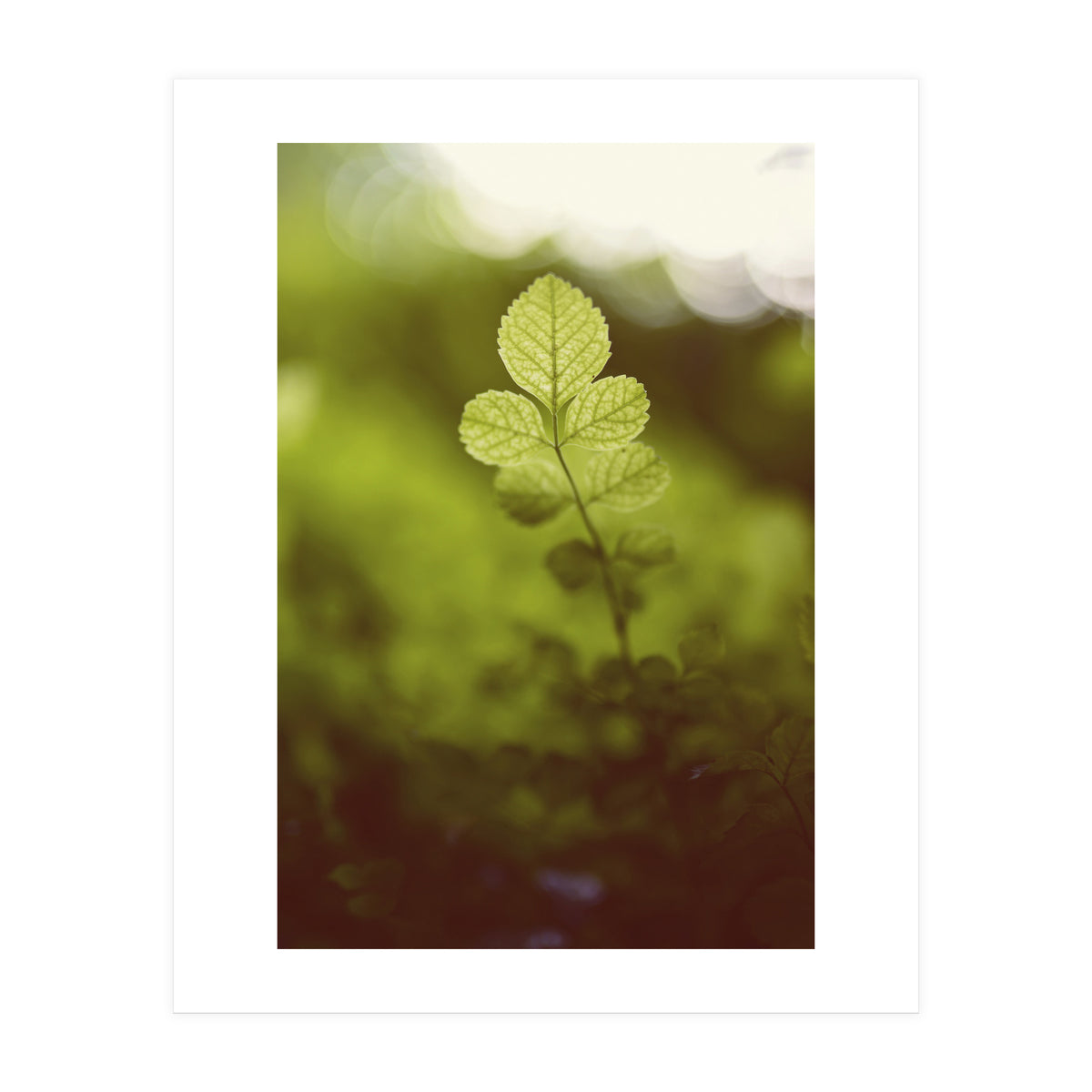 Out of the green (Print Only)