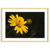 SUNFLOWER. thumbnail
