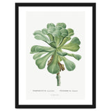 Pierre-Joseph Redouté – Sempervivum Canariense (1799) thumbnail