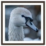 Close Up Of A Swan Head Covered In Water Droplets thumbnail