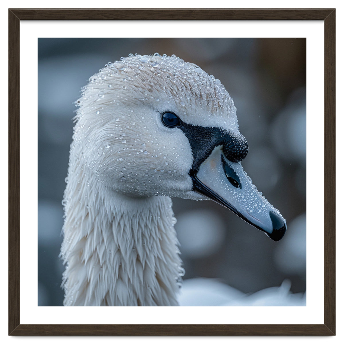Close Up Of A Swan Head Covered In Water Droplets