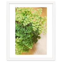 Maidenhair Queen