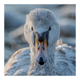 Close Up Of A Swan In Frost Winter Bird Close Up (Print Only) thumbnail