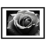 Ethereal Monochromatic Rose Petal Macro thumbnail