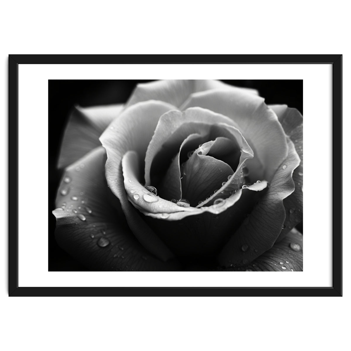 Ethereal Monochromatic Rose Petal Macro