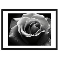 Ethereal Monochromatic Rose Petal Macro