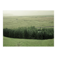 Small forest - Iceland (Print Only)