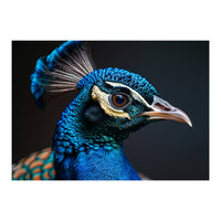Close Up Peacock Head Blue Green Feather  (Print Only)