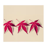 Dancing Leaves (Print Only) thumbnail