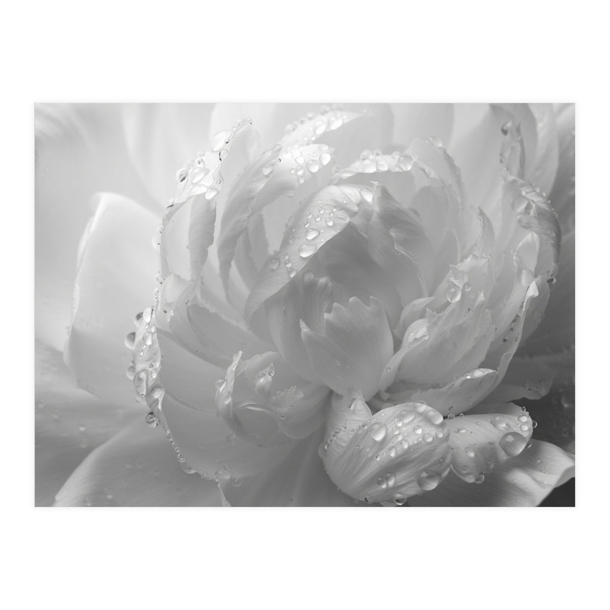 Ethereal Monochromatic Peony Petal Macro (Print Only)