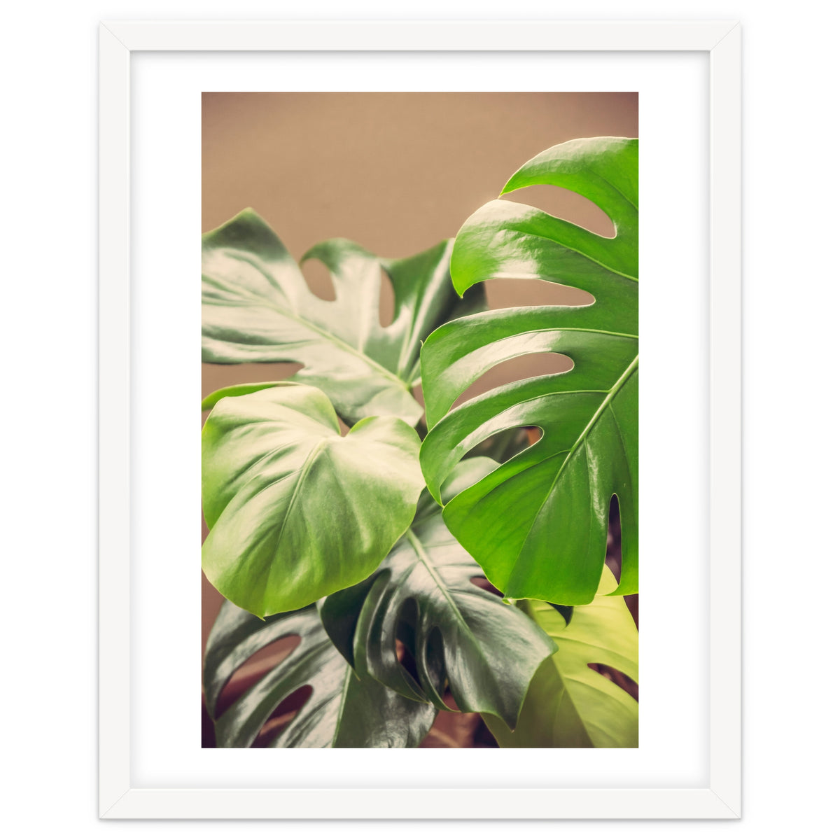 Monstera Mix