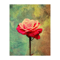 A Vibrant Red Rose  (Print Only)