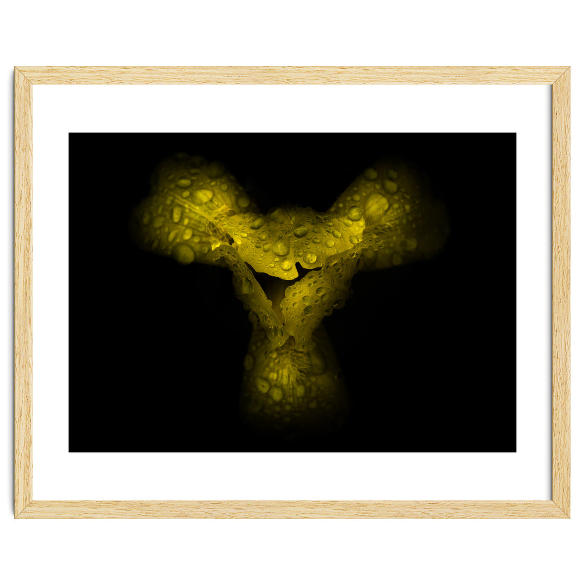 Backyard Flowers No 70 Color Version