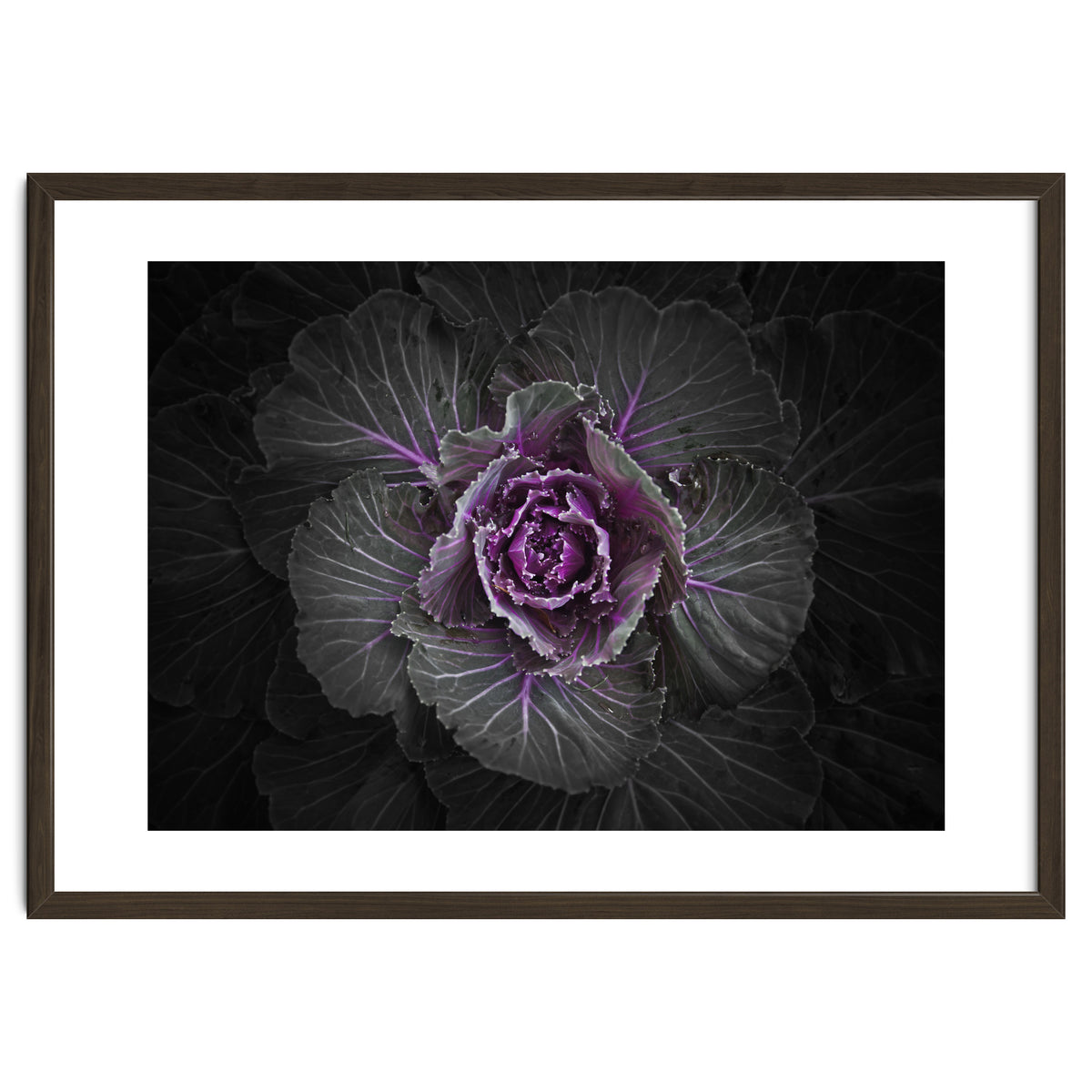 Backyard Flowers No 108 Color Version