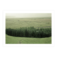 Small forest - Iceland (Print Only)