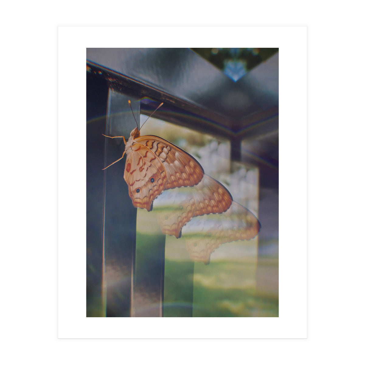 Evolving (Print Only)