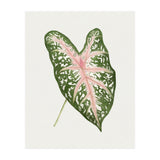 Caladium ‘Carolyn Whorton’ Leaf (Hand Drawn Illustration) (Print Only) thumbnail