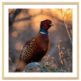 Pheasant Bird Standing On Rock Sunrise Light thumbnail