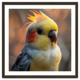 Cockatiel Parrot Portrait With Orange Cheeks thumbnail