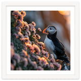 Puffin Bird On Rocks Near Pink Flowers At Sunset thumbnail
