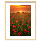 Poppies At Sunset thumbnail
