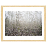 Lost in the birch forest thumbnail