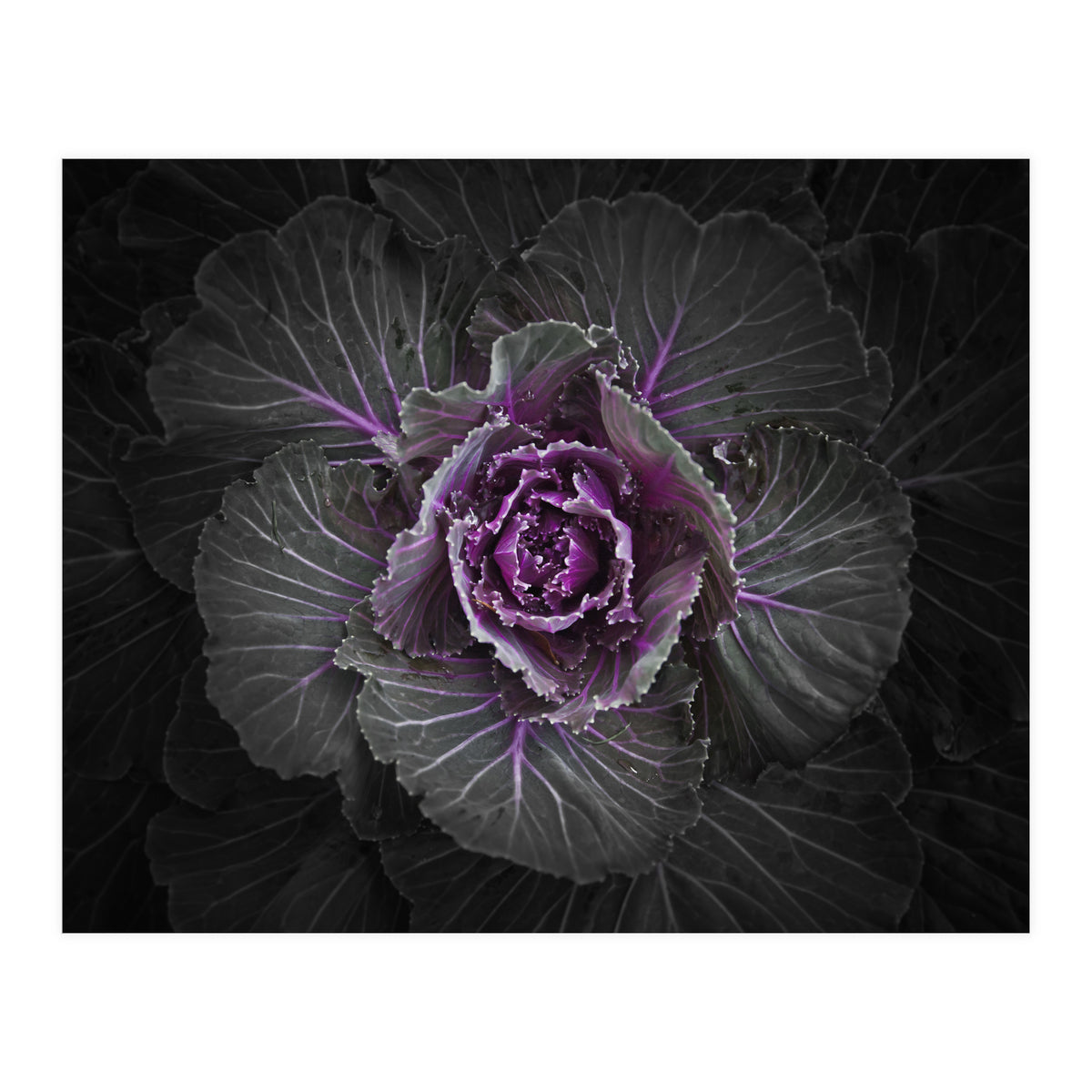 Backyard Flowers No 108 Color Version (Print Only)