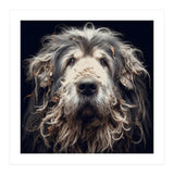 Old Dog 010 (Print Only) thumbnail