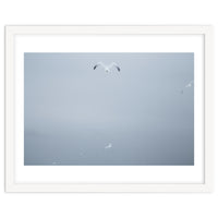 A flying seagull in the winter sky