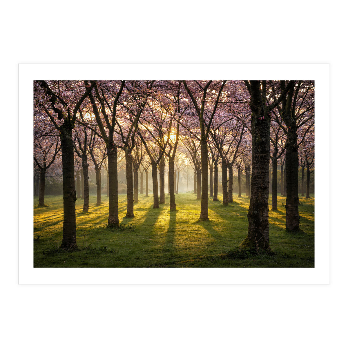 Blooming cherry trees in soft morning light (Print Only)