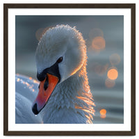 Close Up Of A Swan With Water Droplets