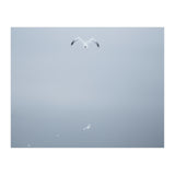 A flying seagull in the winter sky (Print Only) thumbnail