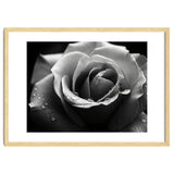 Ethereal Monochromatic Rose Petal Macro thumbnail