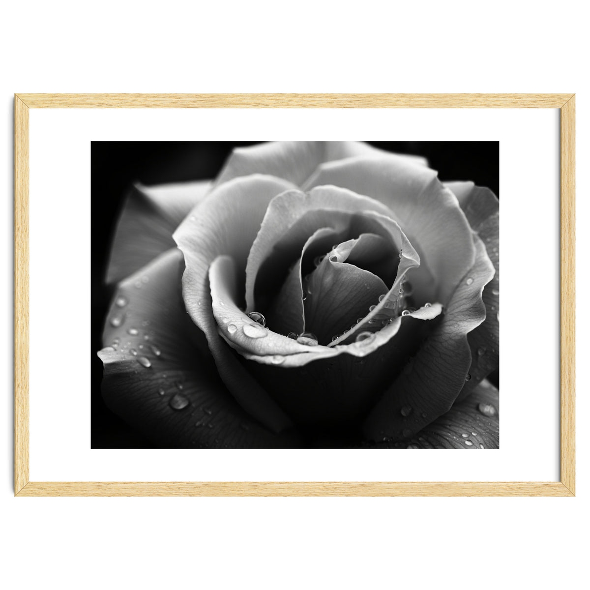 Ethereal Monochromatic Rose Petal Macro