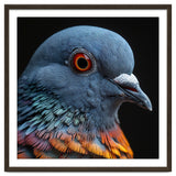 Close Up Of A Pigeon Bird thumbnail