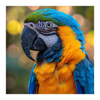 Blue And Yellow Macaw Parrot Close Up Detailed Shot (Print Only)