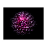 Backyard Flowers No 57 Color Version (Print Only) thumbnail