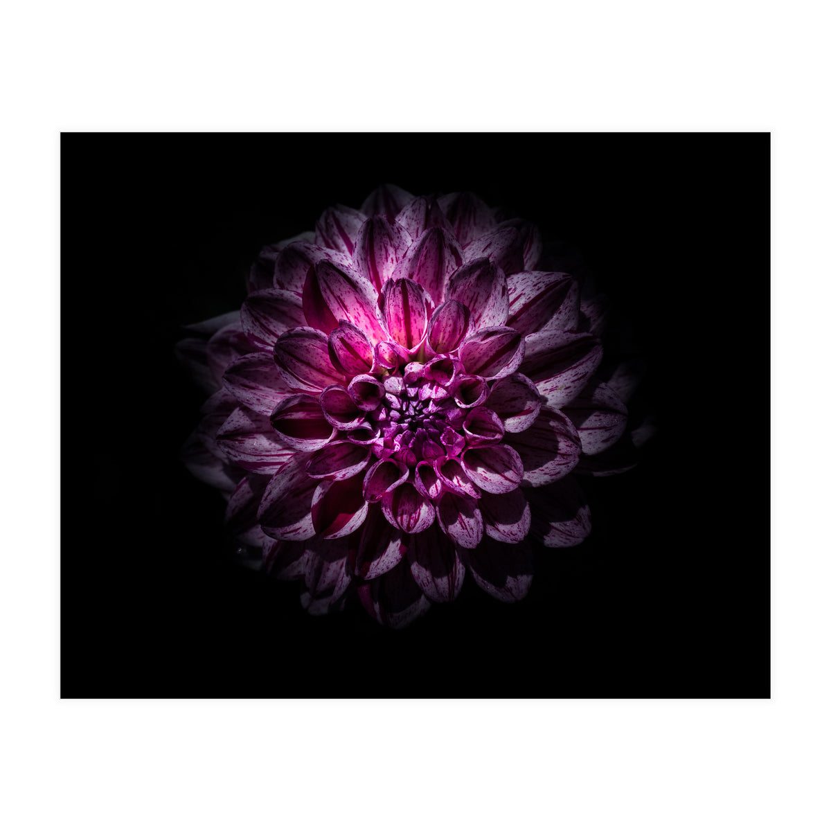 Backyard Flowers No 57 Color Version (Print Only)