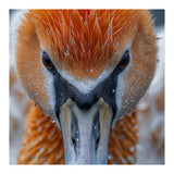 Close Up Of A Pelican's Beak With Water Droplets (Print Only) thumbnail