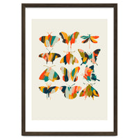 Colorful Butterflies