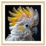 Close Up Of A Cockatoo With Yellow Crest thumbnail