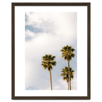 Sunset Palm Trees at California Boulevard