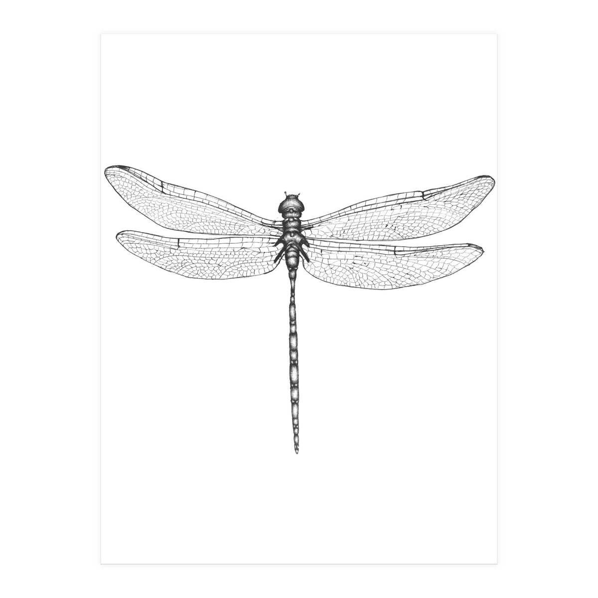 Dragonfly Wings (Print Only)