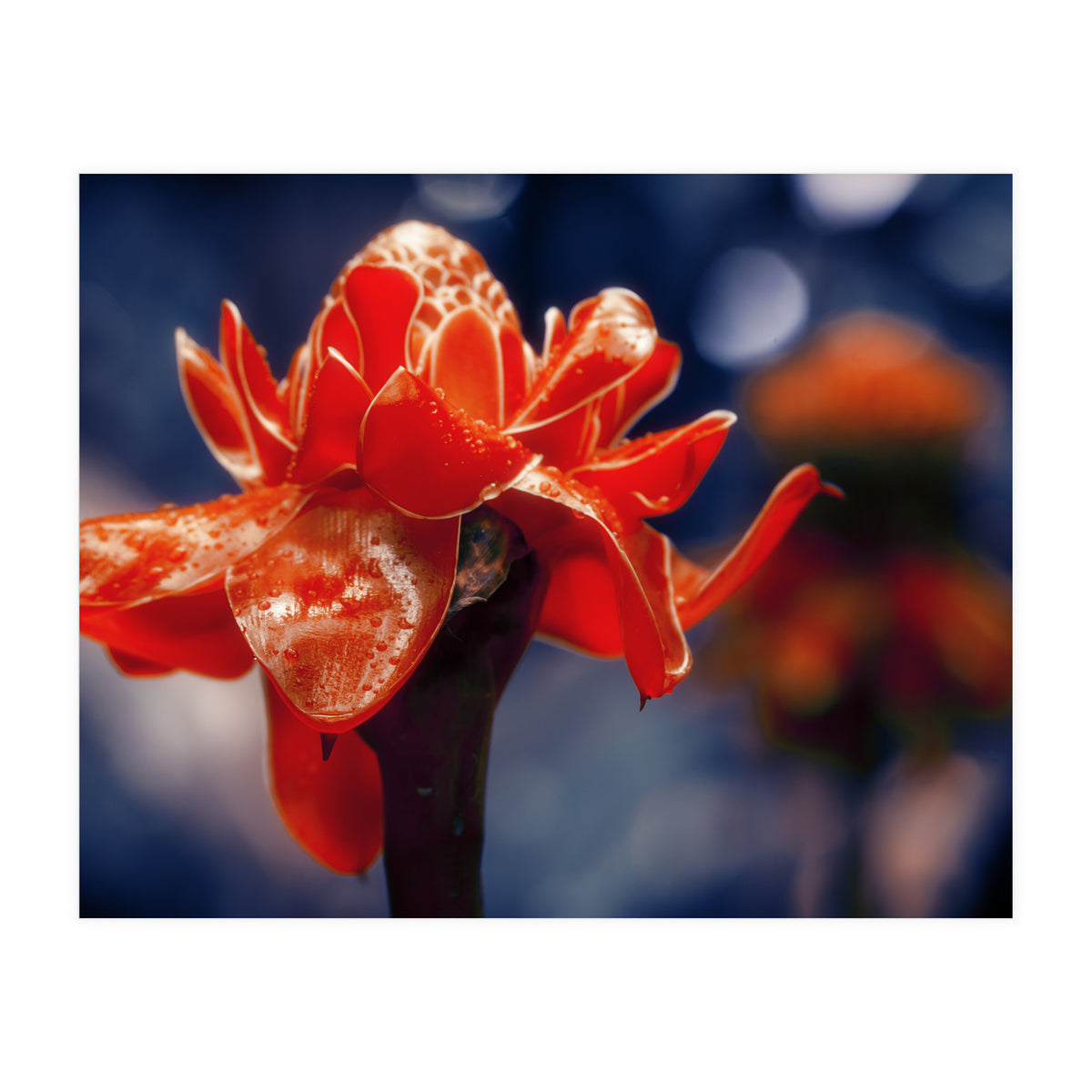 Red Flower (Print Only)