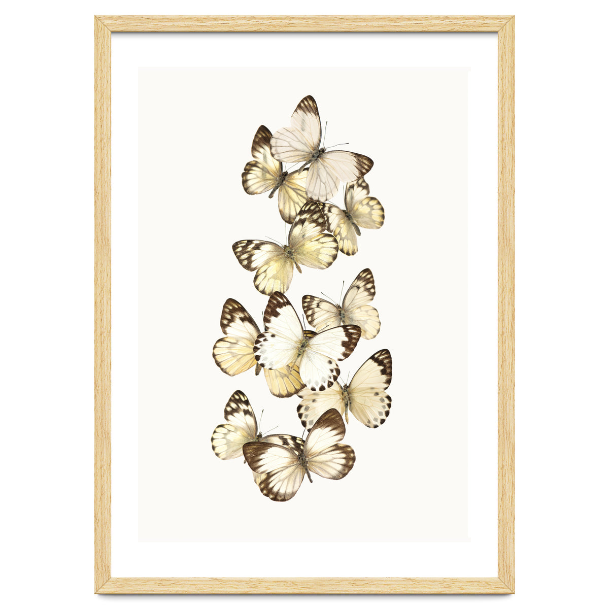 Cc Butterflies 01